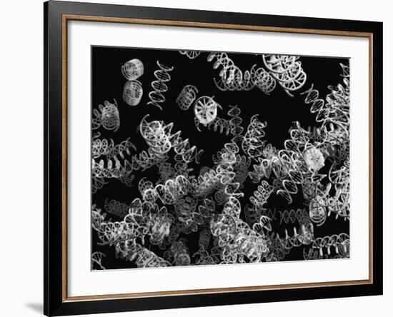 DNA Helices-Christian Darkin-Framed Photographic Print