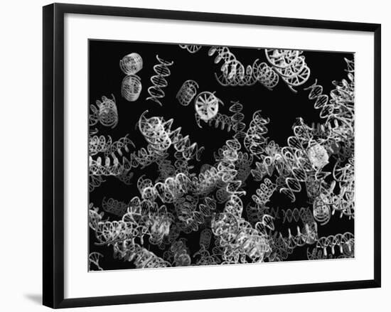 DNA Helices-Christian Darkin-Framed Photographic Print