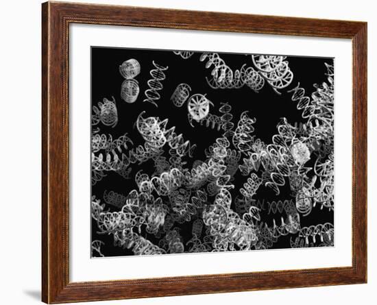 DNA Helices-Christian Darkin-Framed Photographic Print