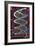 DNA Helix on Circuit Board-Christian Darkin-Framed Photographic Print