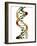 DNA Molecule, Conceptual Artwork-PASIEKA-Framed Photographic Print