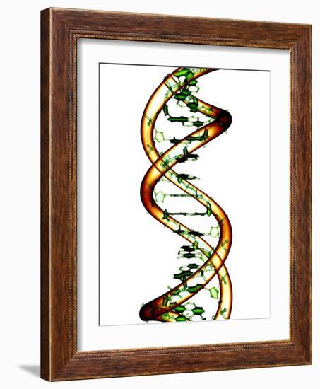 DNA Molecule, Conceptual Artwork-PASIEKA-Framed Photographic Print