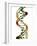 DNA Molecule, Conceptual Artwork-PASIEKA-Framed Photographic Print