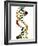 DNA Molecule, Conceptual Artwork-PASIEKA-Framed Photographic Print