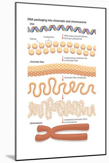 Dna Packaging into Chromatin and Chromosome. Genetics-Encyclopaedia Britannica-Mounted Art Print