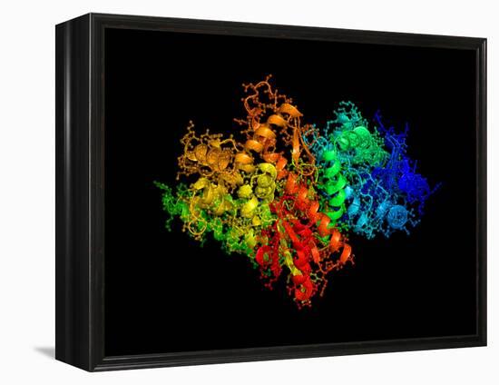 DNA Polymerase Klenow Fragment-Laguna Design-Framed Premier Image Canvas