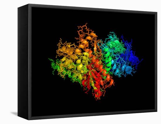 DNA Polymerase Klenow Fragment-Laguna Design-Framed Premier Image Canvas