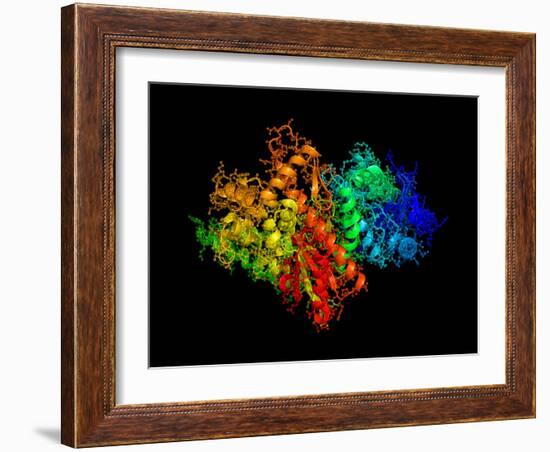 DNA Polymerase Klenow Fragment-Laguna Design-Framed Photographic Print