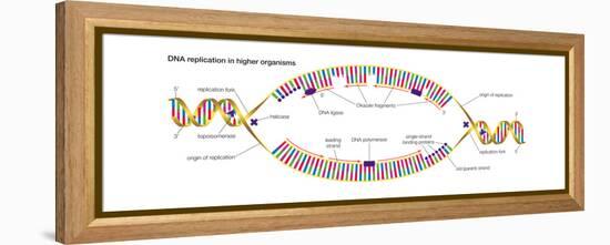 Dna Replication in Higher Organisms Begins at Multiple Origins and Progresses in Two Directions-Encyclopaedia Britannica-Framed Stretched Canvas