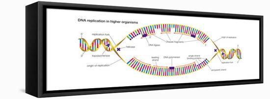 Dna Replication in Higher Organisms Begins at Multiple Origins and Progresses in Two Directions-Encyclopaedia Britannica-Framed Stretched Canvas