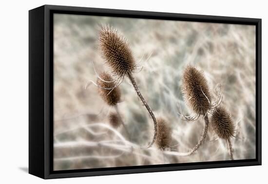 Do not touch me...-Gilbert Claes-Framed Premier Image Canvas