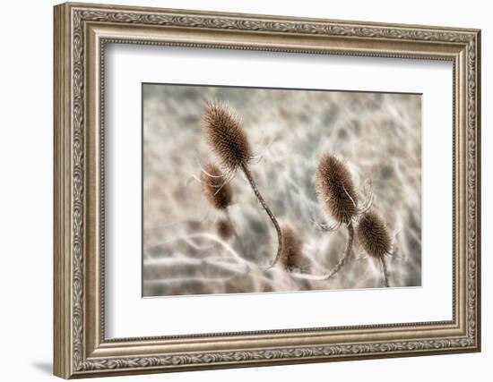 Do not touch me...-Gilbert Claes-Framed Photographic Print