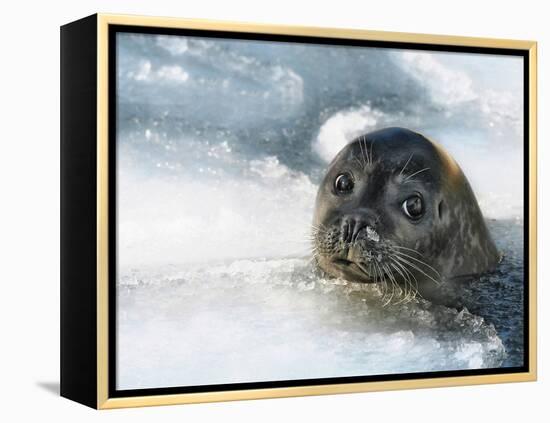 Do You Have a Fish?-Holger Droste-Framed Premier Image Canvas