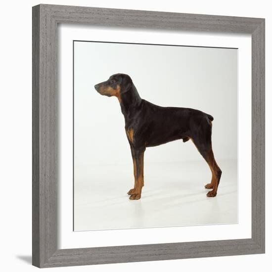 Doberman Pinscher, Standing, Side View-null-Framed Photographic Print