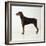 Doberman Pinscher, Standing, Side View-null-Framed Photographic Print