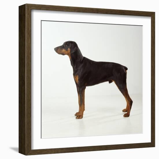 Doberman Pinscher, Standing, Side View-null-Framed Photographic Print