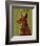 Doberman (Red)-John W^ Golden-Framed Art Print