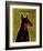 Doberman-John Golden-Framed Art Print