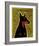 Doberman-John Golden-Framed Art Print