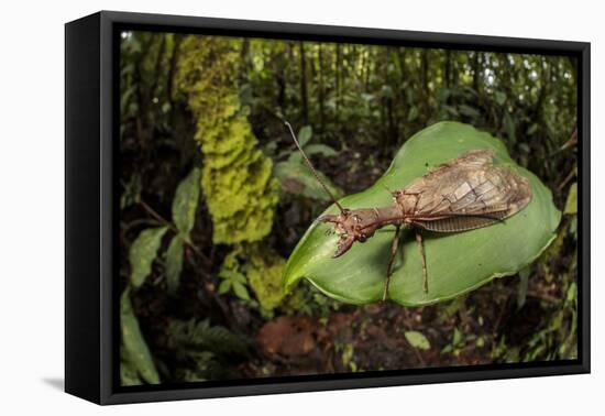 Dobsonfly female, Manu Biosphere Reserve, Peru-Alex Hyde-Framed Premier Image Canvas