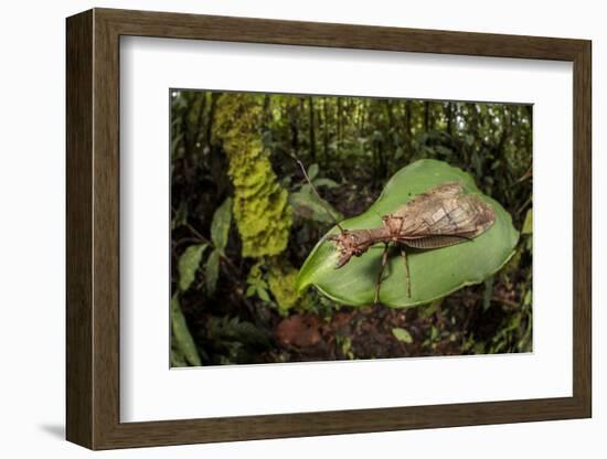 Dobsonfly female, Manu Biosphere Reserve, Peru-Alex Hyde-Framed Photographic Print