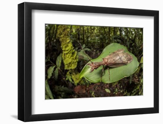 Dobsonfly female, Manu Biosphere Reserve, Peru-Alex Hyde-Framed Photographic Print