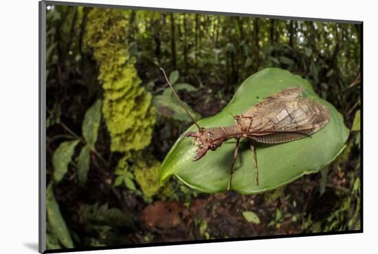 Dobsonfly female, Manu Biosphere Reserve, Peru-Alex Hyde-Mounted Photographic Print