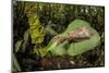 Dobsonfly female, Manu Biosphere Reserve, Peru-Alex Hyde-Mounted Photographic Print