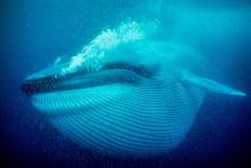 Gray whale mother and calf, Magdalena Bay, Mexico-Doc White-Premier Image Canvas