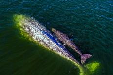 Gray whale mother and calf, Magdalena Bay, Mexico-Doc White-Photographic Print