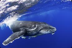 Humpback Whale (Megaptera Novaeangliae) Calf. Tonga, South Pacific, September-Doc White-Framed Premier Image Canvas