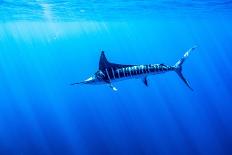 Striped marlin feeding on bait balls, Baja California, Mexico-Doc White-Framed Photographic Print