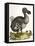 Dodo and Guinea Pig, 1750-George Edwards-Framed Premier Image Canvas