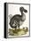 Dodo and Guinea Pig, 1750-George Edwards-Framed Premier Image Canvas