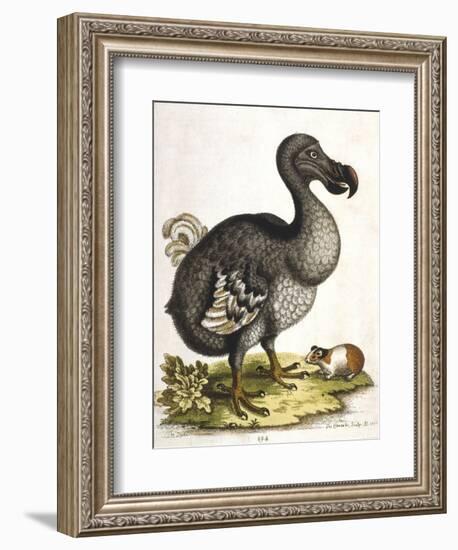 Dodo and Guinea Pig, 1750-George Edwards-Framed Giclee Print
