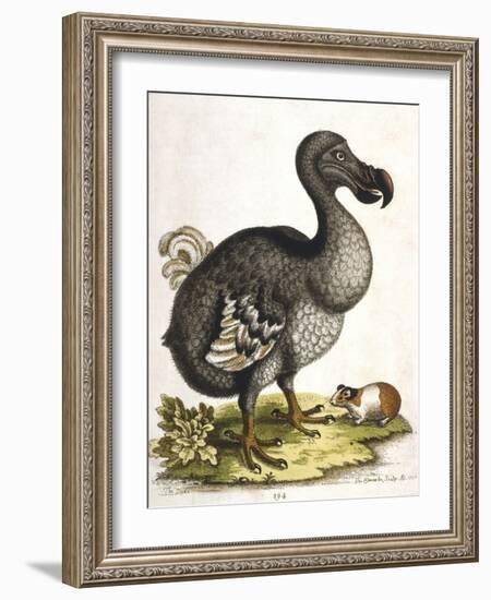 Dodo and Guinea Pig, 1750-George Edwards-Framed Giclee Print