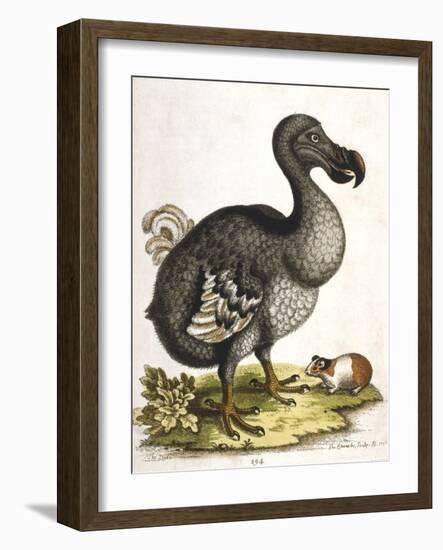 Dodo and Guinea Pig, 1750-George Edwards-Framed Giclee Print