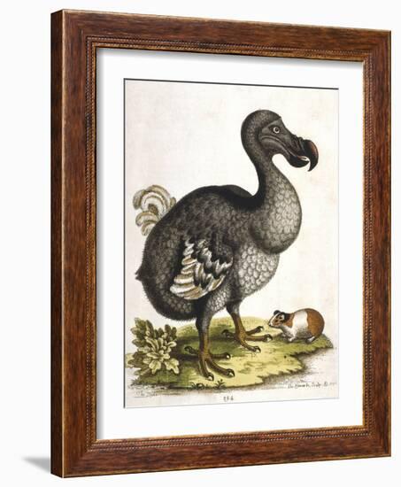 Dodo and Guinea Pig, 1750-George Edwards-Framed Giclee Print