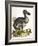 Dodo and Guinea Pig, 1750-George Edwards-Framed Giclee Print