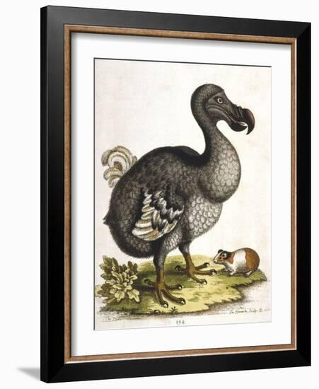 Dodo and Guinea Pig, 1750-George Edwards-Framed Giclee Print