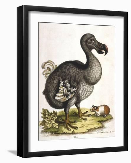 Dodo and Guinea Pig, 1750-George Edwards-Framed Giclee Print