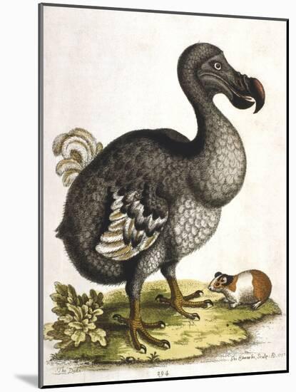 Dodo and Guinea Pig, 1750-George Edwards-Mounted Giclee Print