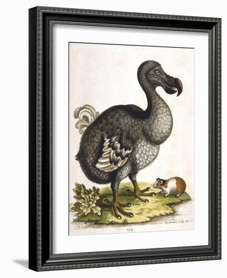 Dodo and Guinea Pig, 1750-George Edwards-Framed Giclee Print