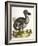 Dodo and Guinea Pig, 1750-George Edwards-Framed Giclee Print