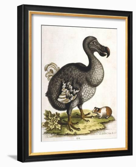 Dodo and Guinea Pig, 1750-George Edwards-Framed Giclee Print