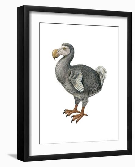 Dodo (Raphus Cucullatus), Birds-Encyclopaedia Britannica-Framed Art Print