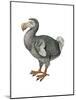 Dodo (Raphus Cucullatus), Birds-Encyclopaedia Britannica-Mounted Art Print