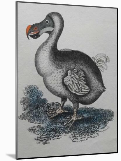 Dodo-null-Mounted Giclee Print