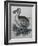 Dodo-null-Framed Giclee Print