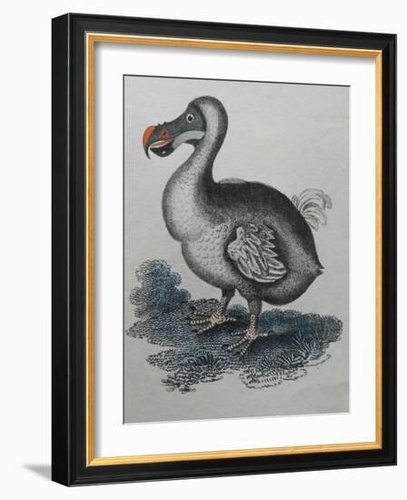 Dodo-null-Framed Giclee Print